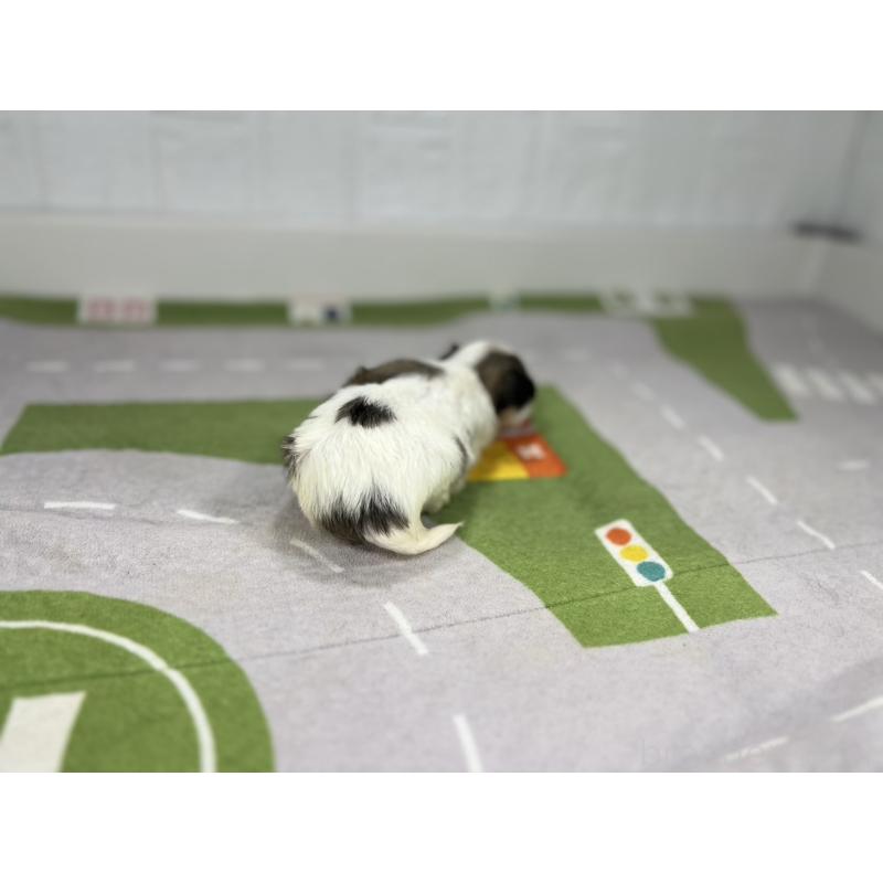 販売中の愛知県のその他の犬種-400233の3枚目