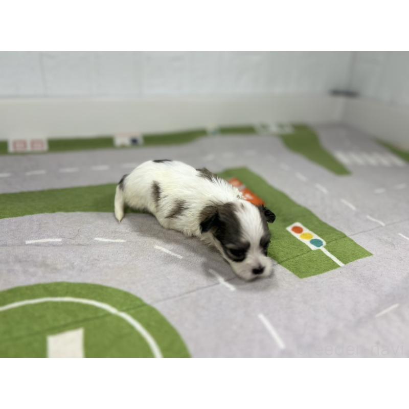 販売中の愛知県のその他の犬種-400233の2枚目