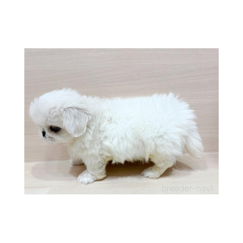 販売中の東京都のペキニーズ-400241の5枚目