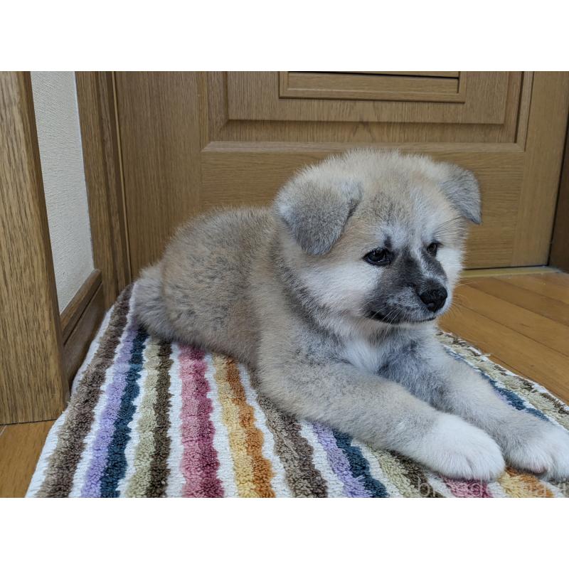 成約済の滋賀県の秋田犬-400260の4枚目