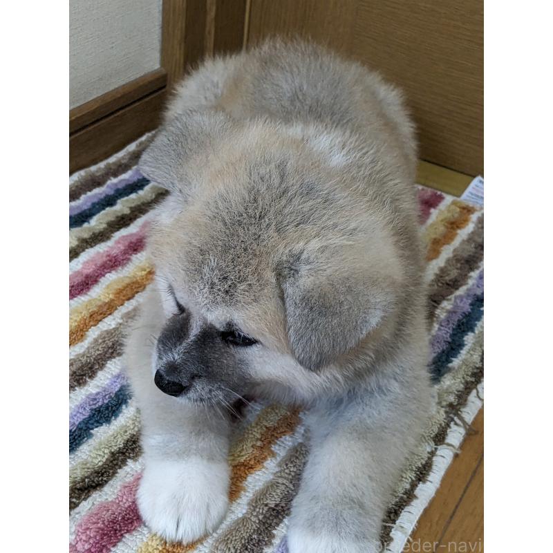 成約済の滋賀県の秋田犬-400260の3枚目
