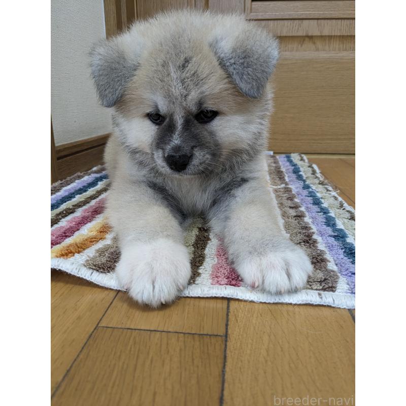 成約済の滋賀県の秋田犬-400260の2枚目