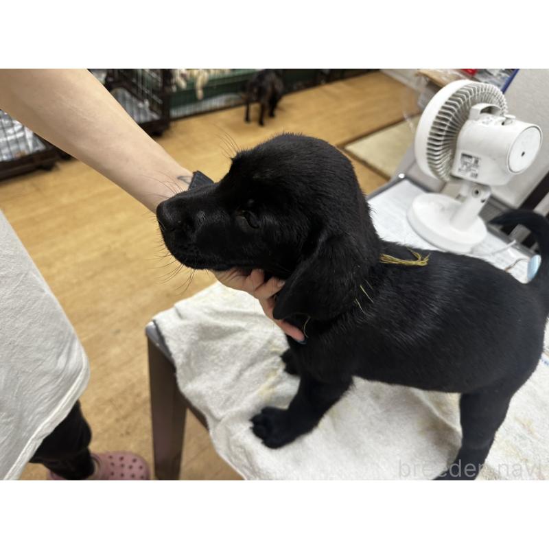 販売中の千葉県のラブラドールレトリーバー-400263の3枚目