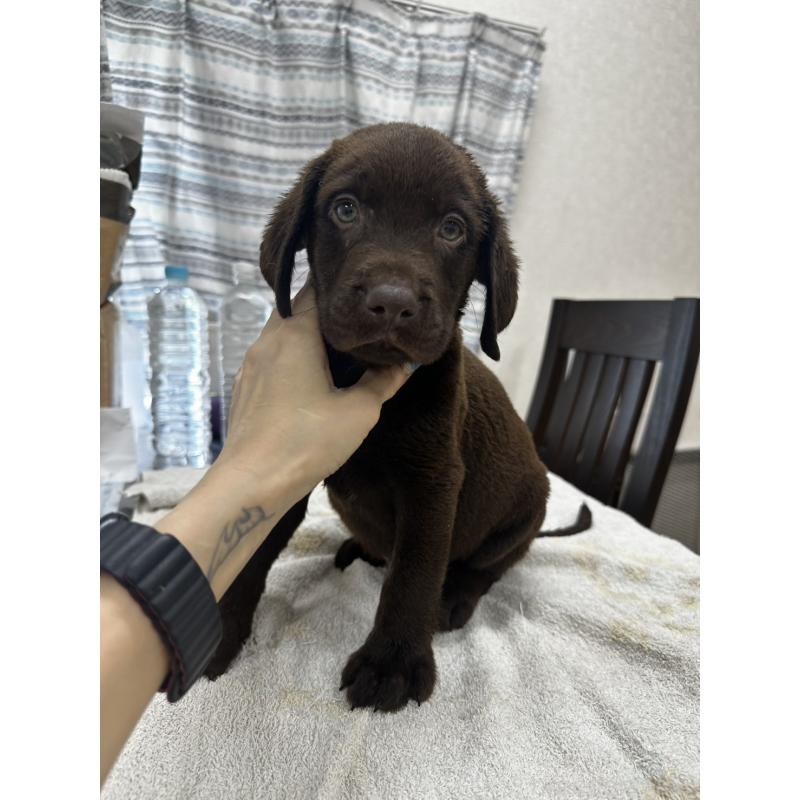 販売中の千葉県のラブラドールレトリーバー-400268の1枚目