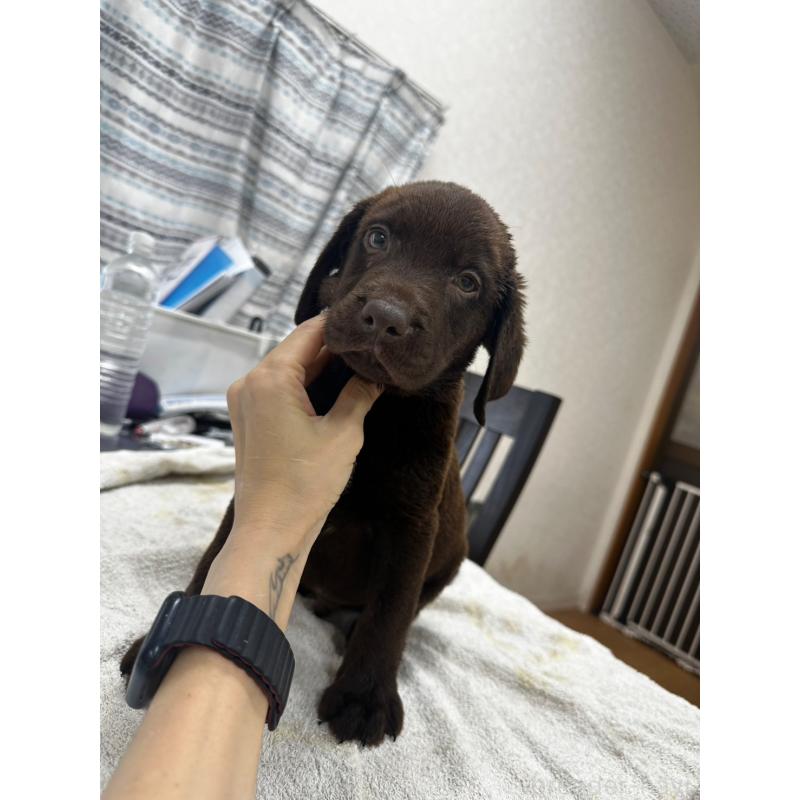 販売中の千葉県のラブラドールレトリーバー-400268の6枚目