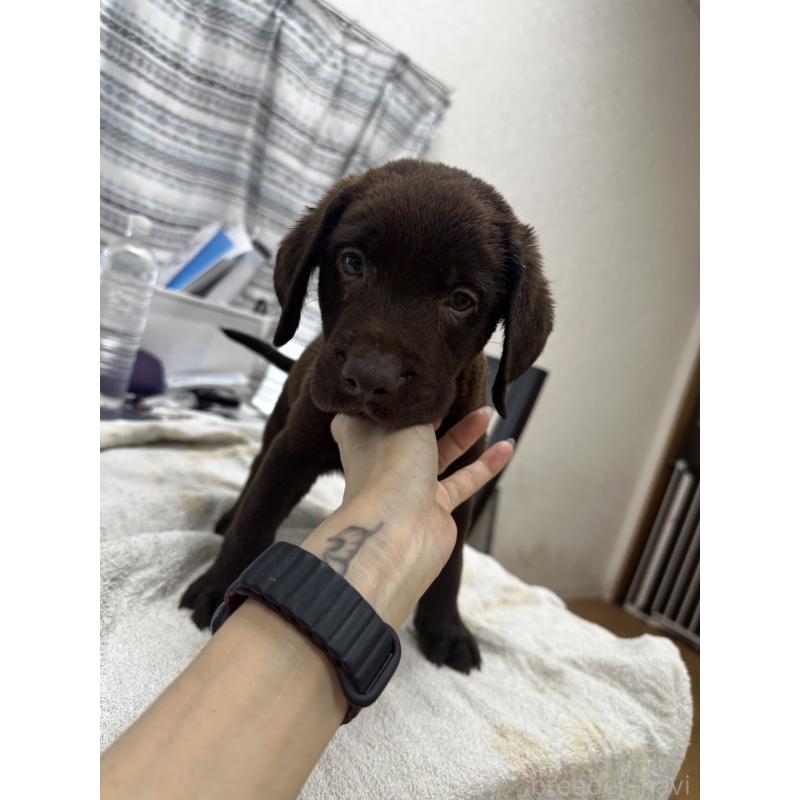 販売中の千葉県のラブラドールレトリーバー-400268の5枚目