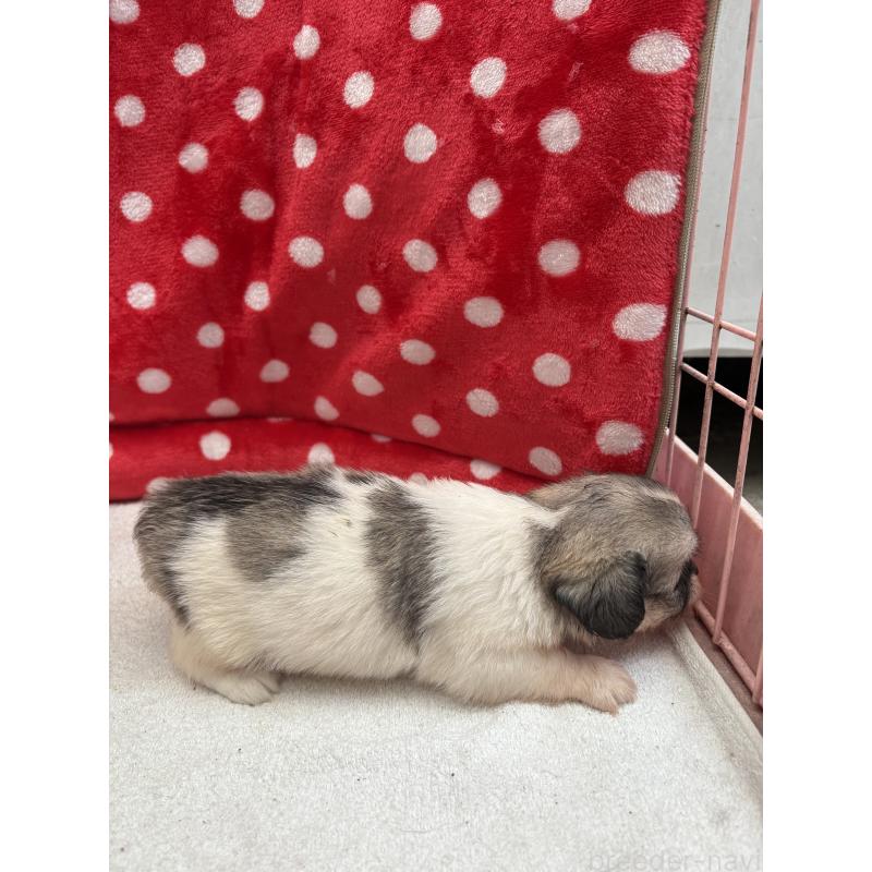 販売中の静岡県のミックス犬-400291の6枚目