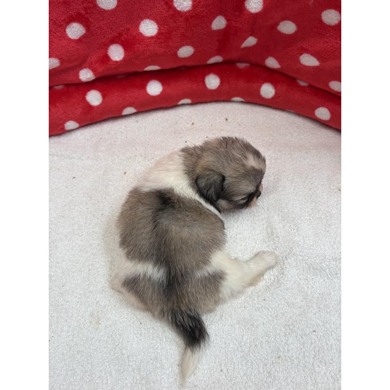 販売中の静岡県のミックス犬-400295の4枚目