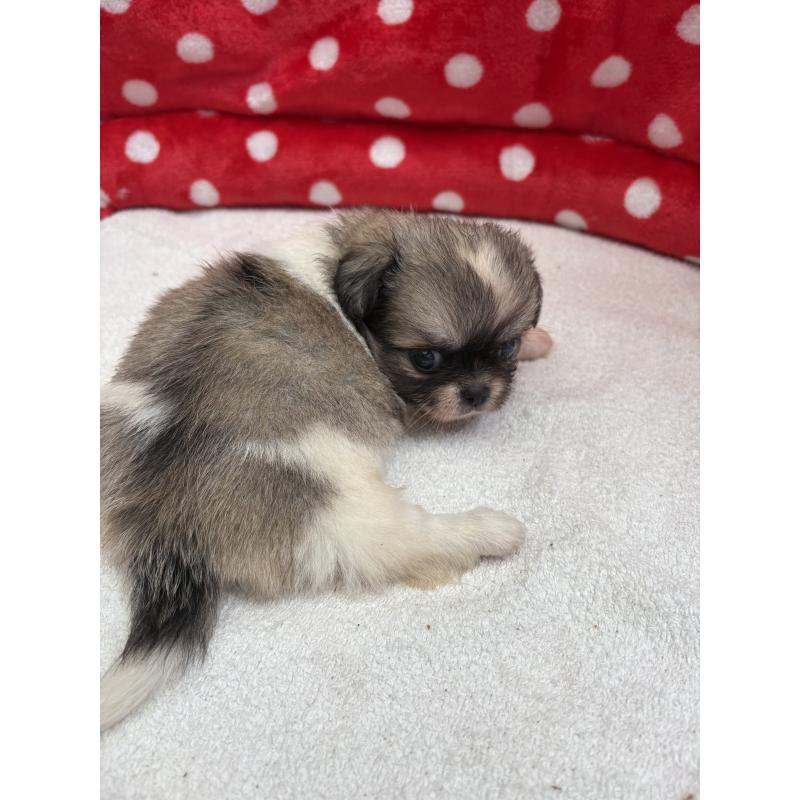 販売中の静岡県のミックス犬-400295の3枚目
