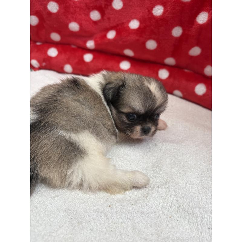 販売中の静岡県のミックス犬-400295の2枚目