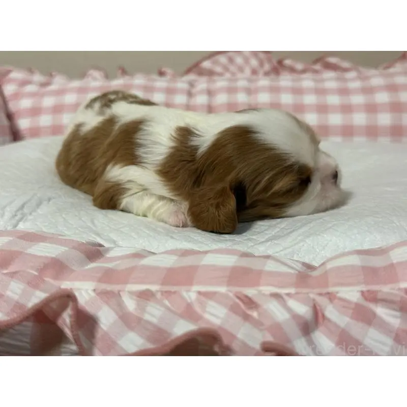 販売中の岐阜県のキャバリアキングチャールズスパニエル-400301の4枚目