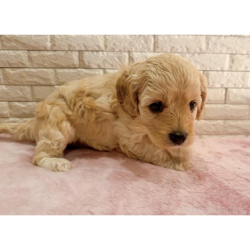 販売中の奈良県のキャバプー:キャバリア×トイプードル-400302の14枚目