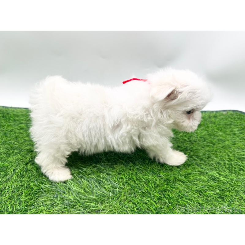 成約済の愛知県のマルチーズ-397224の5枚目