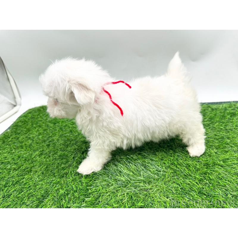 成約済の愛知県のマルチーズ-397224の4枚目