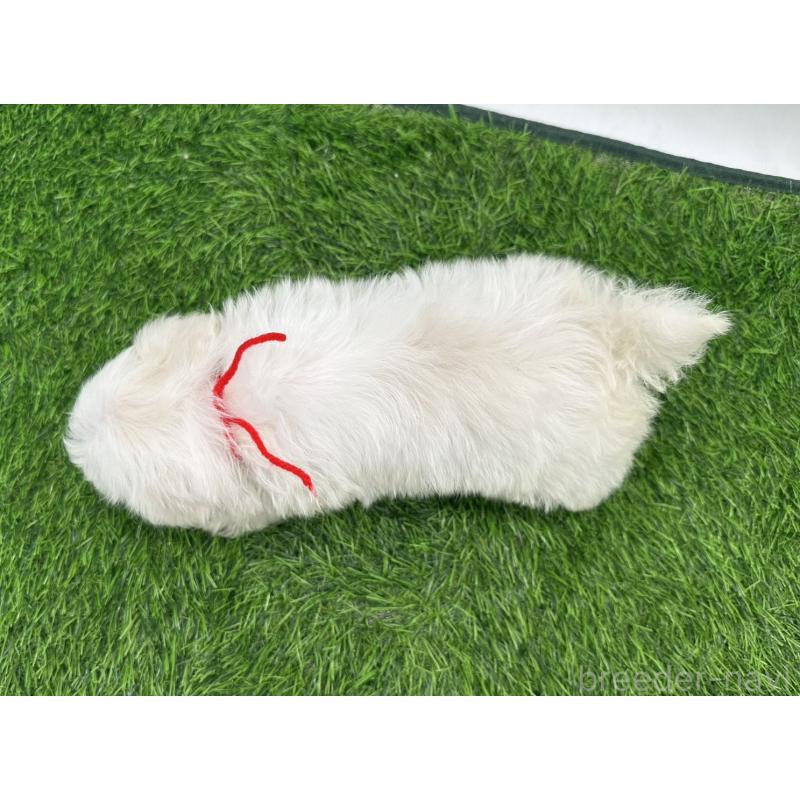 成約済の愛知県のマルチーズ-397224の3枚目