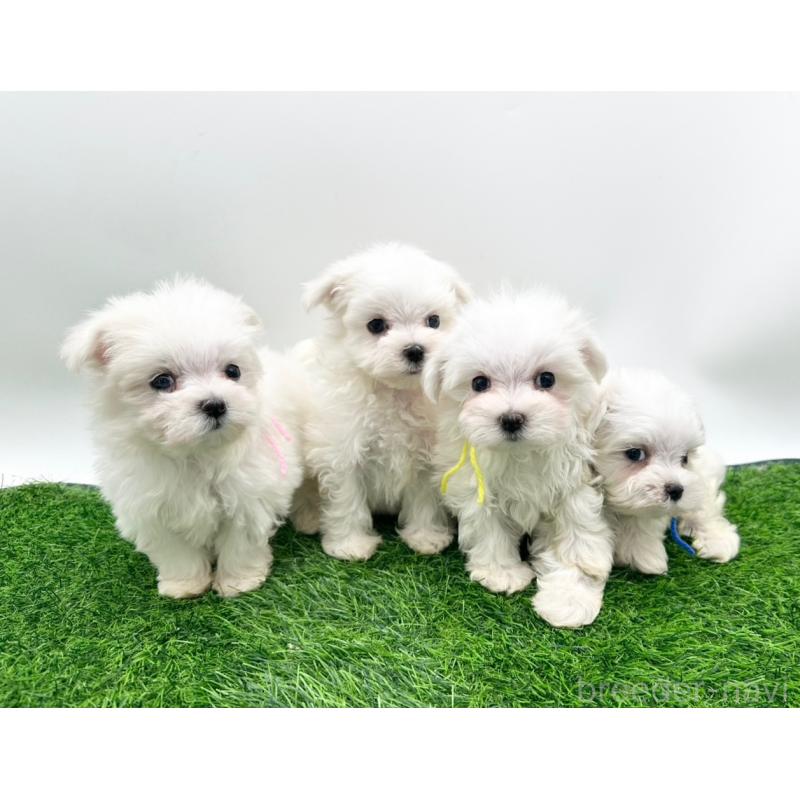 成約済の愛知県のマルチーズ-397224の2枚目