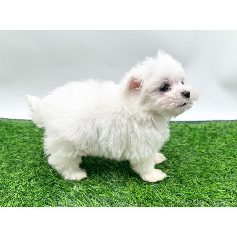 成約済の愛知県のマルチーズ-397222の5枚目