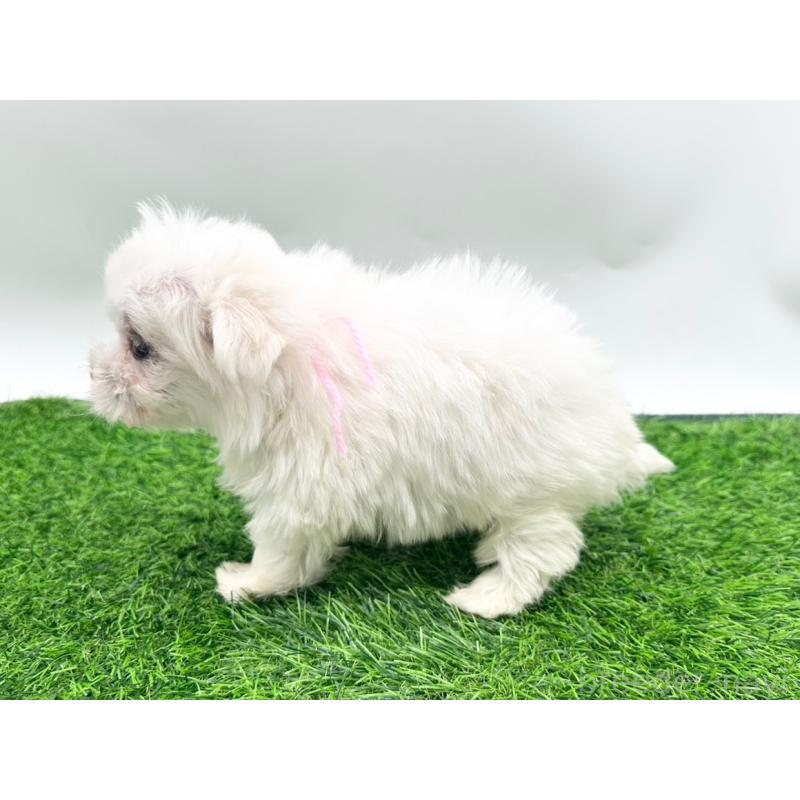 成約済の愛知県のマルチーズ-397222の4枚目