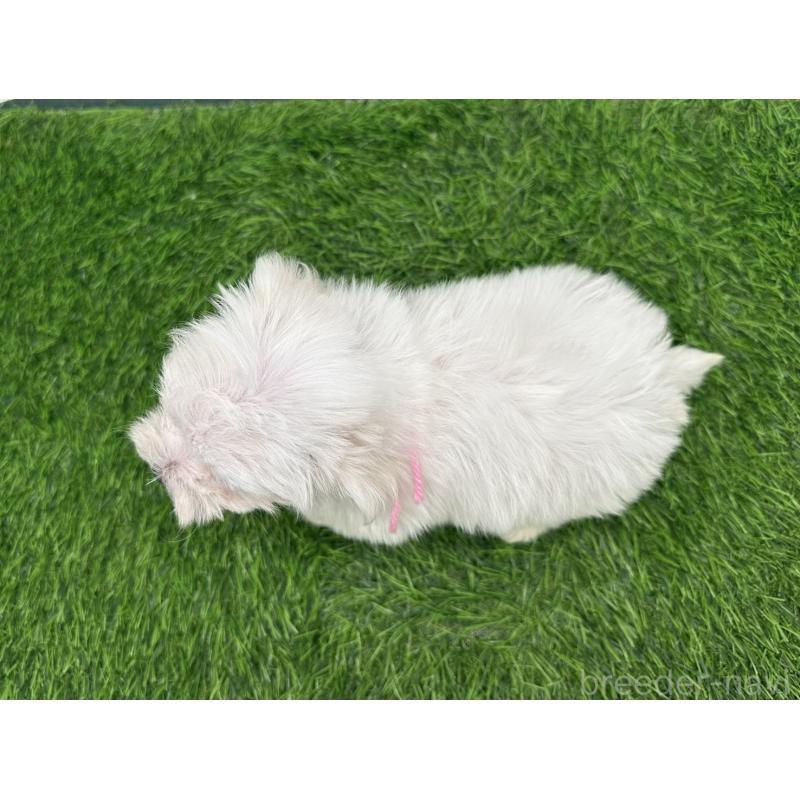 成約済の愛知県のマルチーズ-397222の3枚目