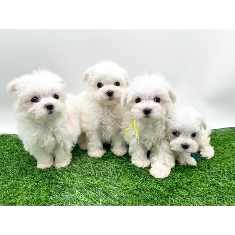 成約済の愛知県のマルチーズ-397222の2枚目