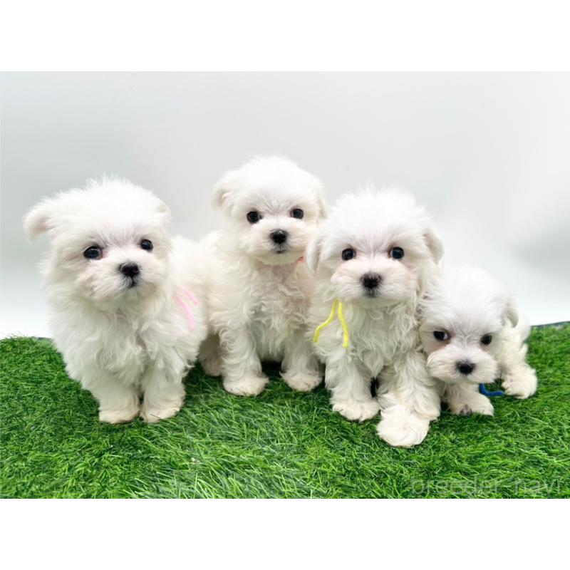 成約済の愛知県のマルチーズ-397229の2枚目