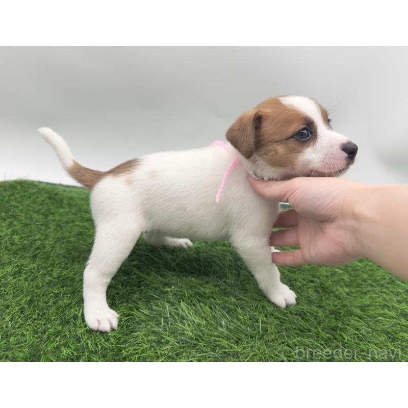 成約済の愛知県のジャックラッセルテリア-398384の5枚目