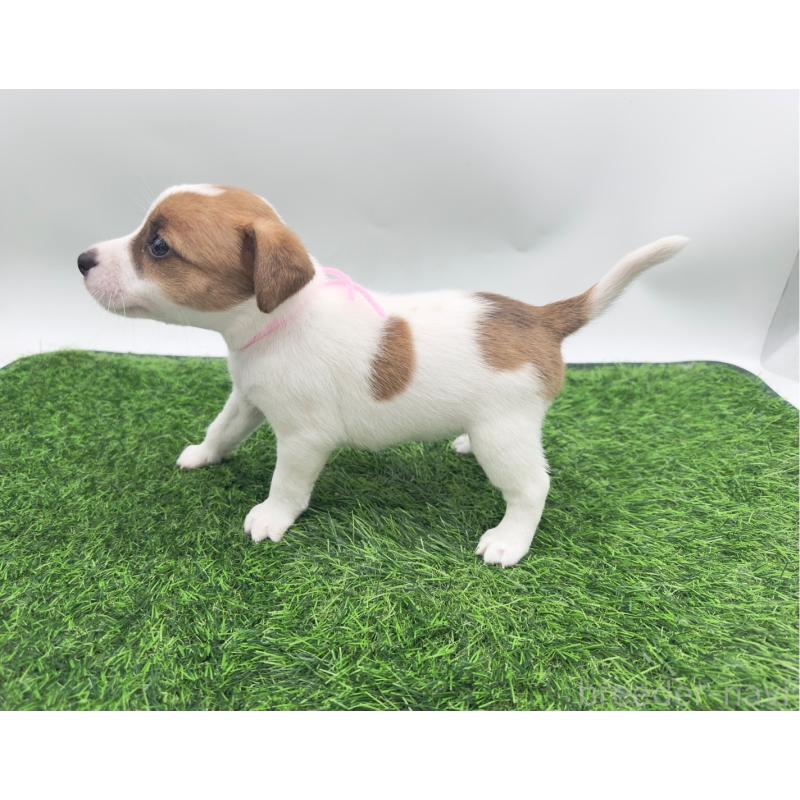 成約済の愛知県のジャックラッセルテリア-398384の4枚目