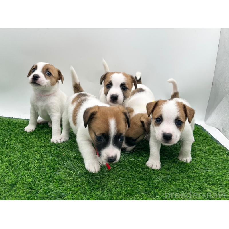 成約済の愛知県のジャックラッセルテリア-398384の2枚目