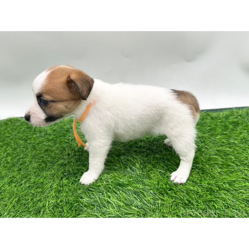 成約済の愛知県のジャックラッセルテリア-398391の4枚目