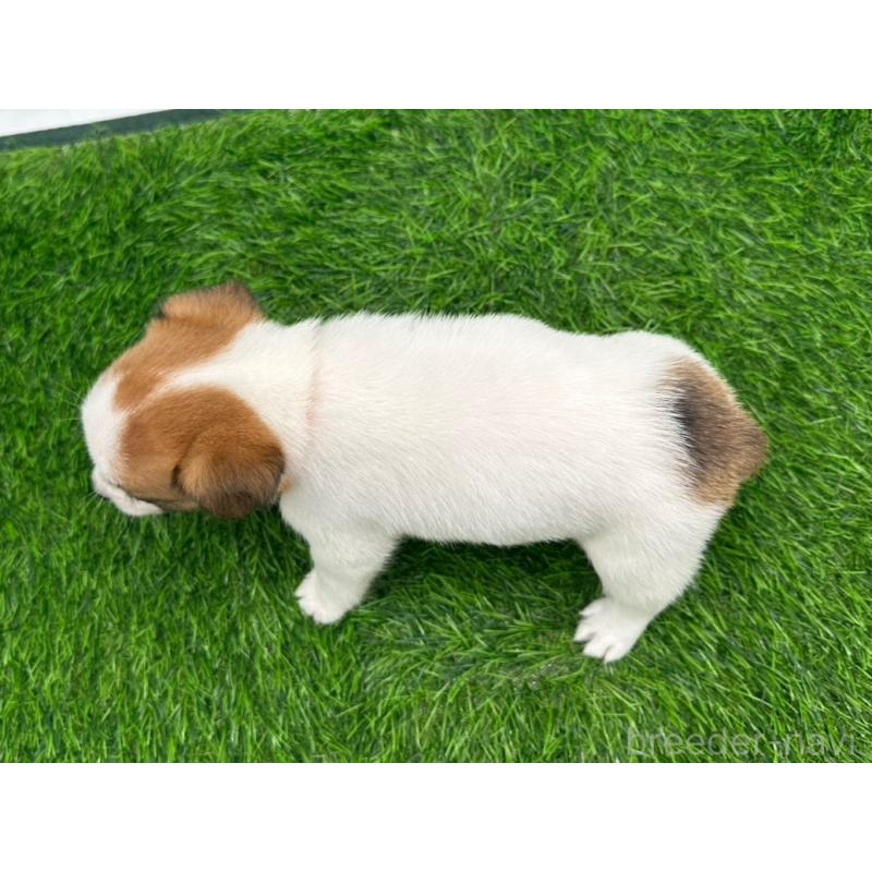 成約済の愛知県のジャックラッセルテリア-398391の3枚目