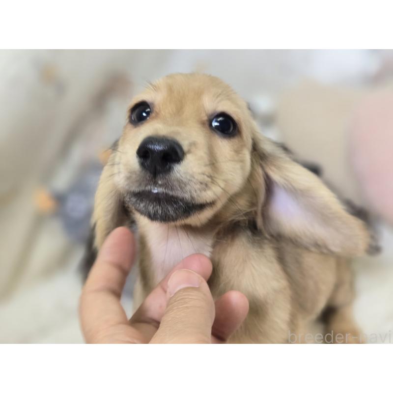販売中の香川県のカニンヘンダックスフンド(ロングヘアード)-395657の5枚目