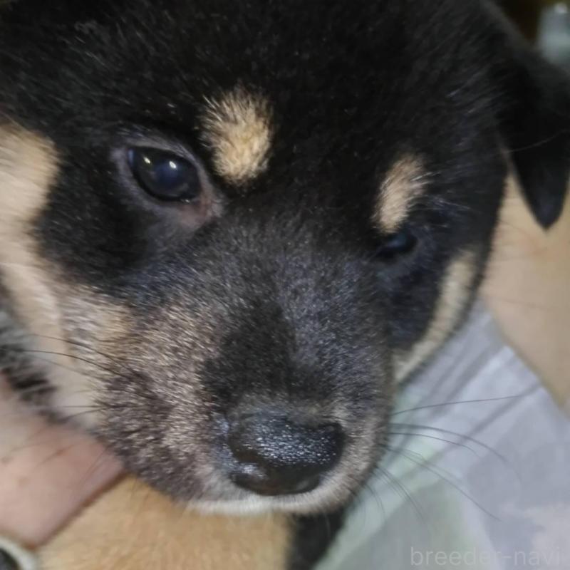 販売中の岐阜県の柴犬-390842の2枚目