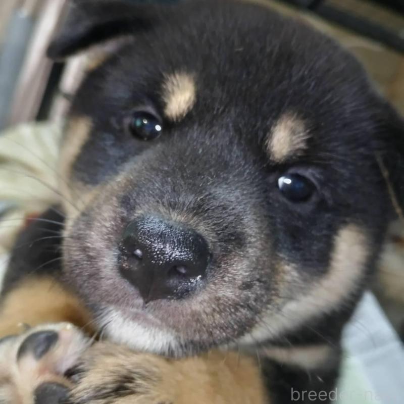 販売中の岐阜県の柴犬-390842