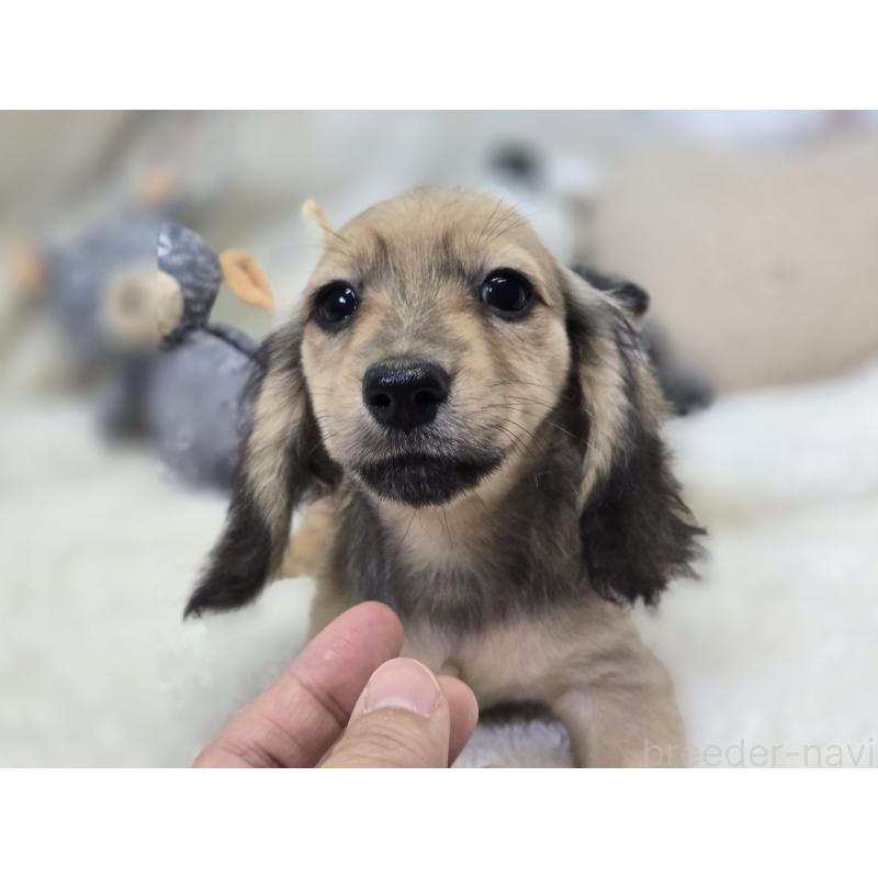 販売中の香川県のカニンヘンダックスフンド(ロングヘアード)-396351の9枚目