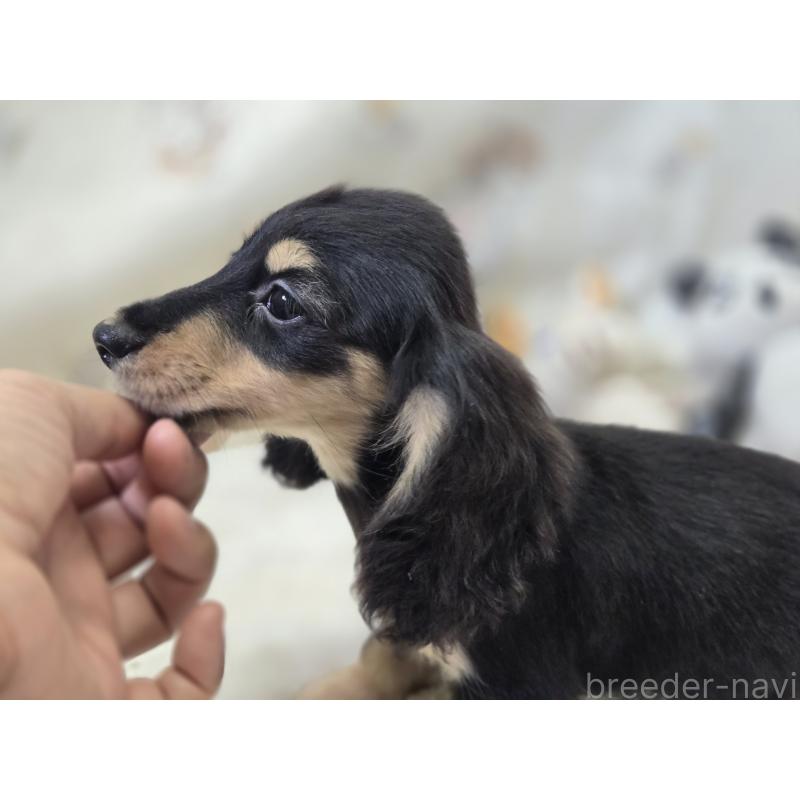 成約済の香川県のカニンヘンダックスフンド(ロングヘアード)-395658の18枚目
