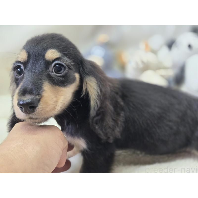 成約済の香川県のカニンヘンダックスフンド(ロングヘアード)-395658の14枚目