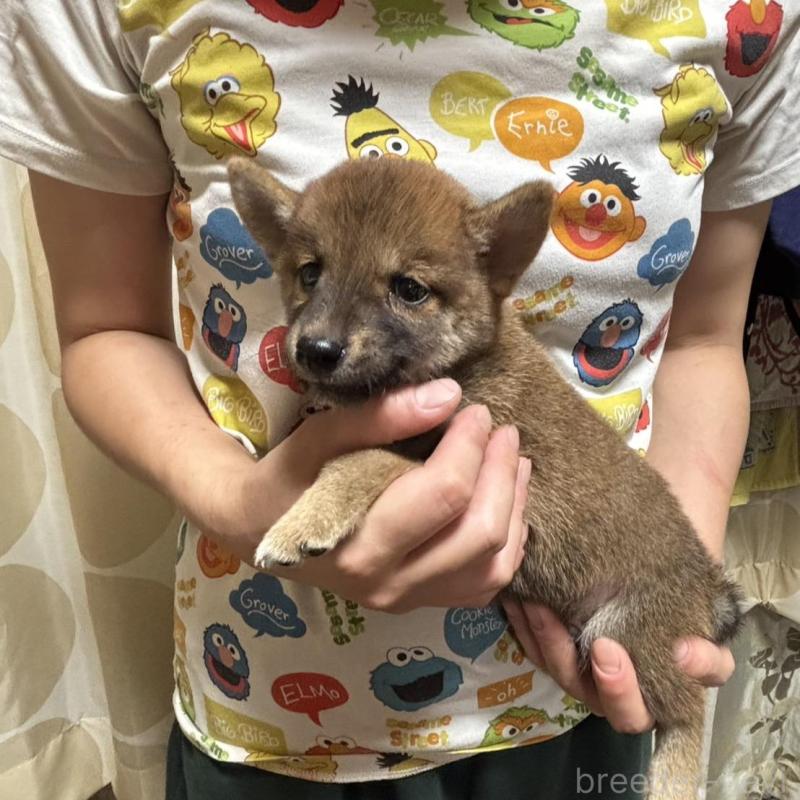販売中の香川県の豆柴-400337の2枚目
