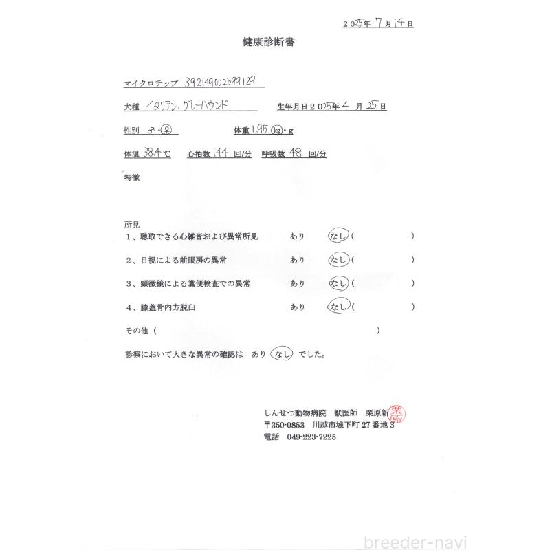 販売中の埼玉県のイタリアングレーハウンド(イタグレ)-389209の2枚目