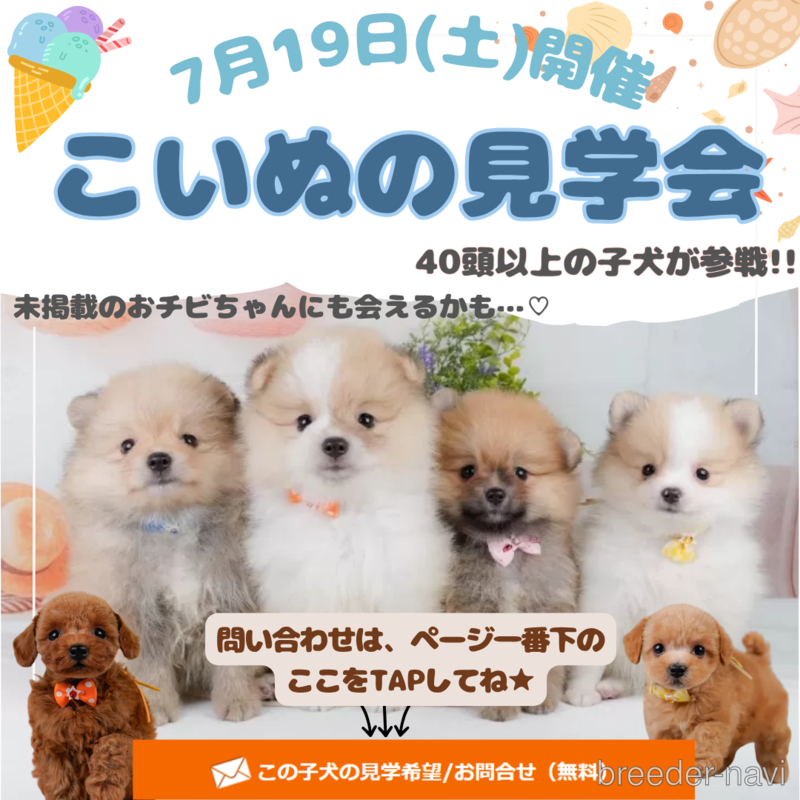 成約済の神奈川県のコッカプー:アメリカンコッカースパニエル×トイプードル-400177の3枚目