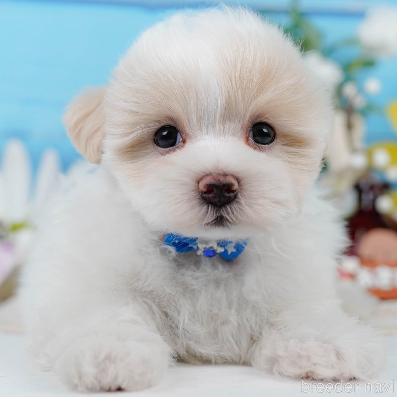 販売中の神奈川県のミックス犬-400181の1枚目