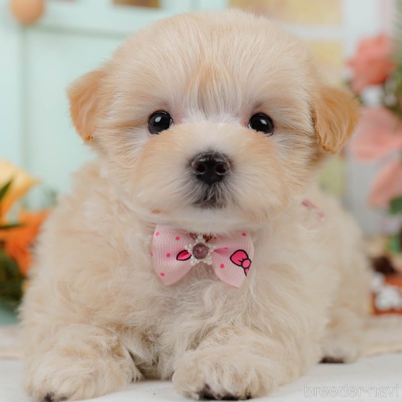 販売中の神奈川県のミックス犬-400183
