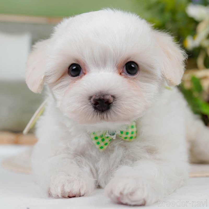 販売中の神奈川県のミックス犬-400184の1枚目