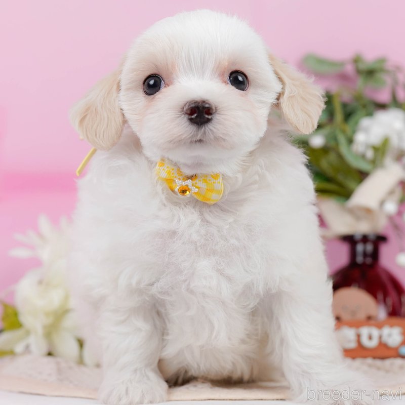 販売中の神奈川県のミックス犬-400186の1枚目
