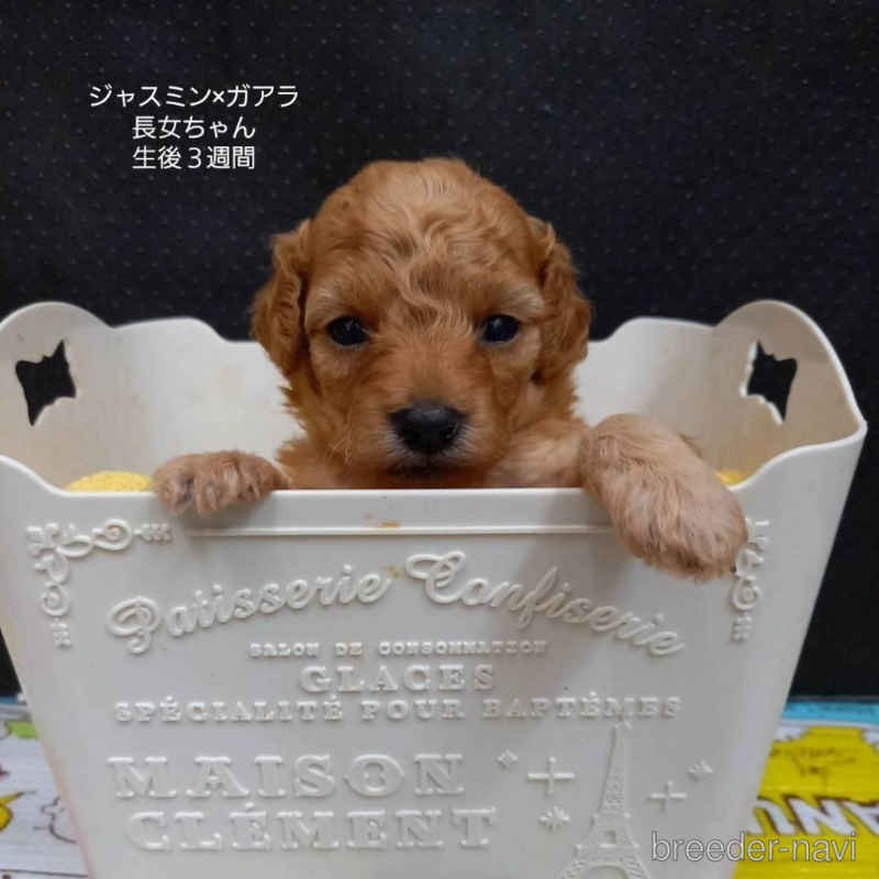 販売中の大阪府のタイニープードル-395982