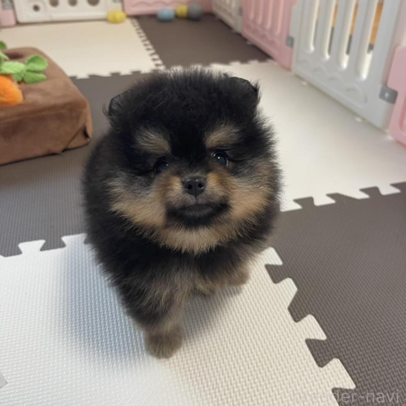 販売中の岡山県のポメラニアン-400129の2枚目