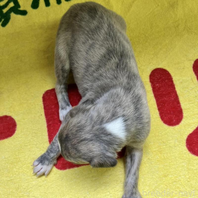 販売中の静岡県のウィペット-400133の5枚目