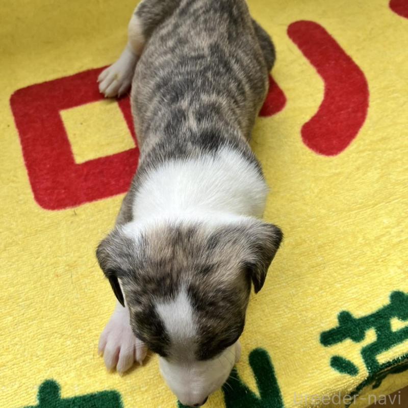 販売中の静岡県のウィペット-400134の5枚目