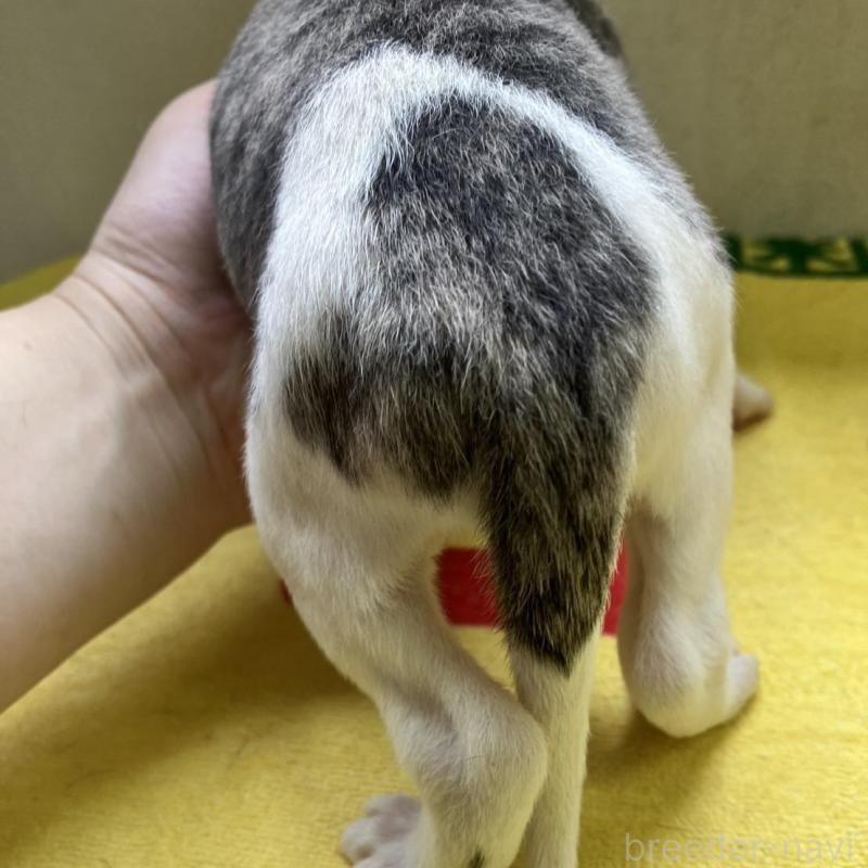 販売中の静岡県のウィペット-400134の4枚目