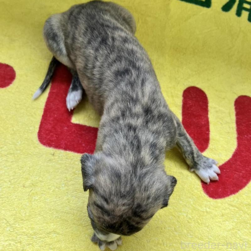 販売中の静岡県のウィペット-400136の5枚目