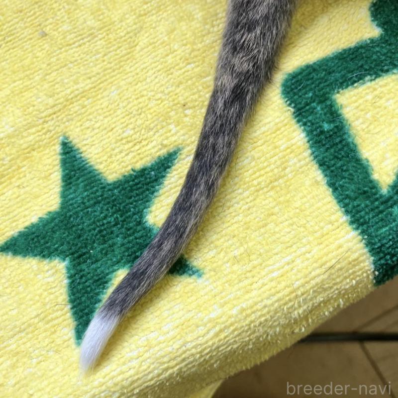 販売中の静岡県のウィペット-400136の4枚目
